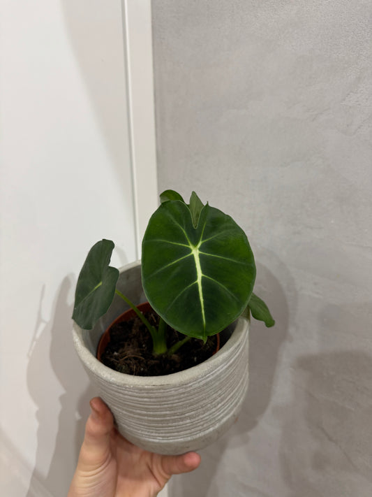 Alocasia frydek round form