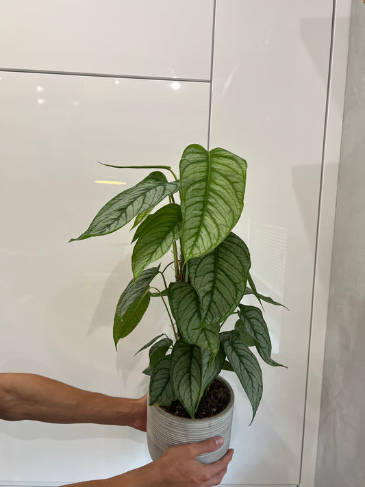 Monstera siltapecana el salvador