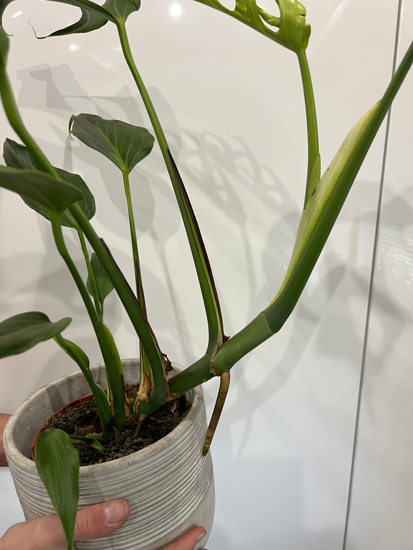 Monstera burle marx flame