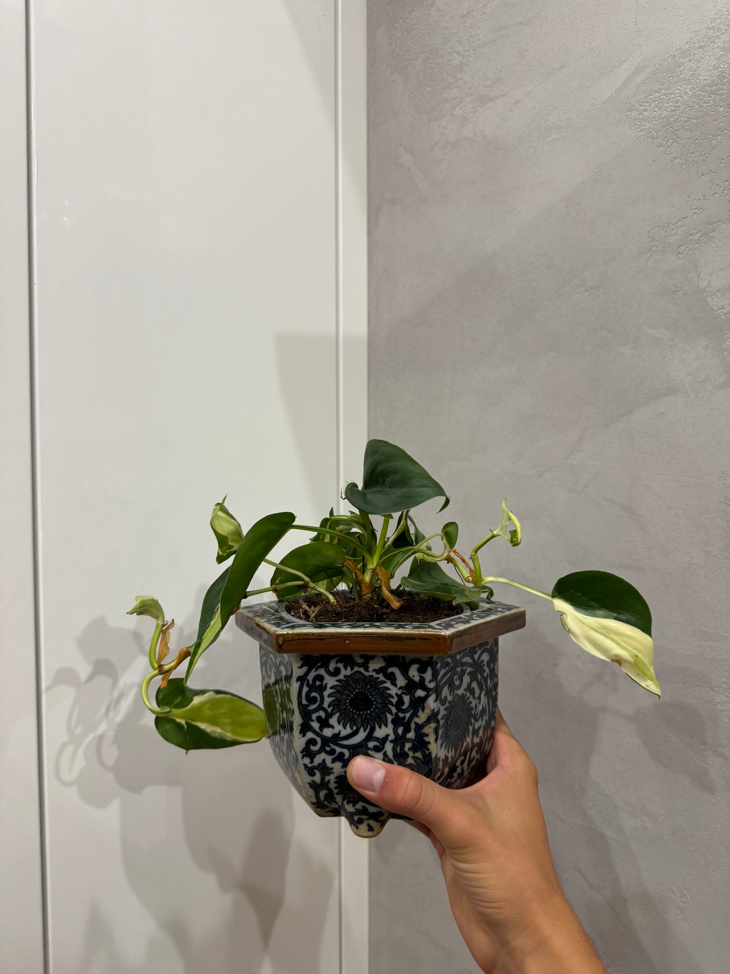 Philodendron hederecium rio