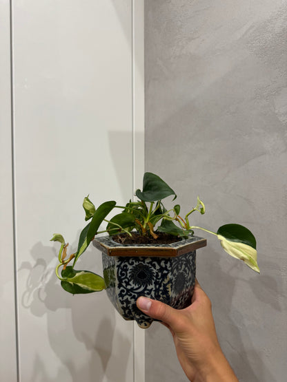 Philodendron hederecium rio