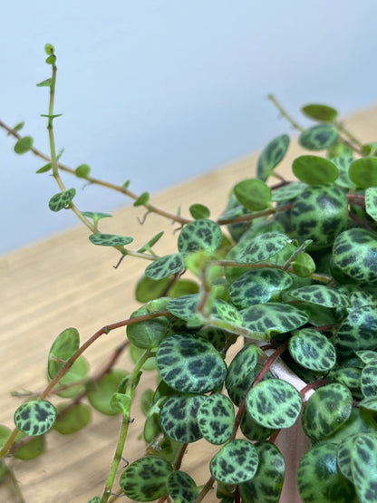 Peperomia prostrata