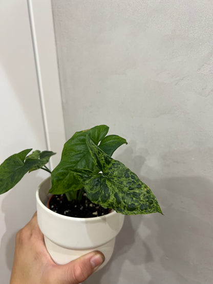 Syngonium mijito