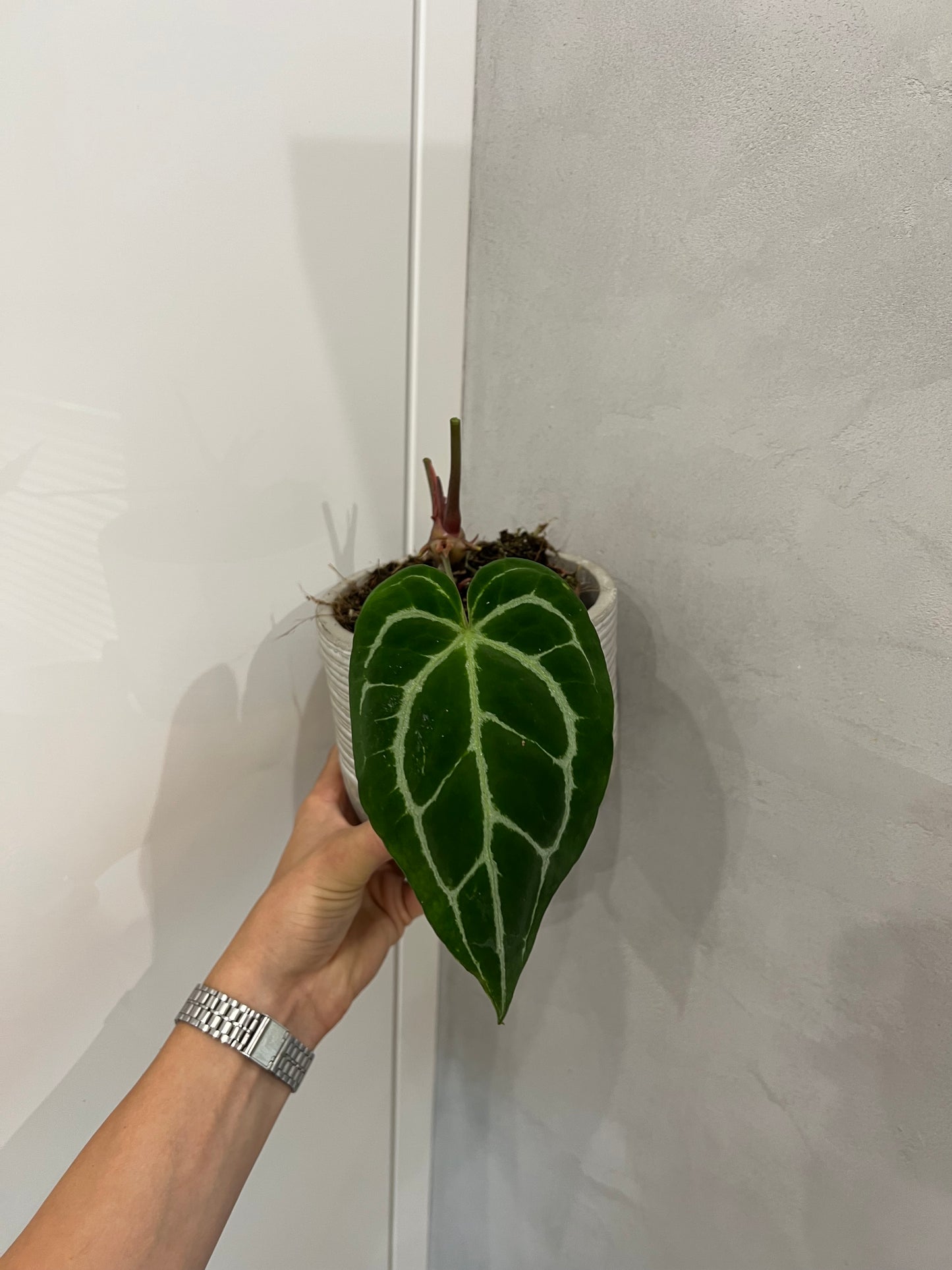Anthurium crystallinum