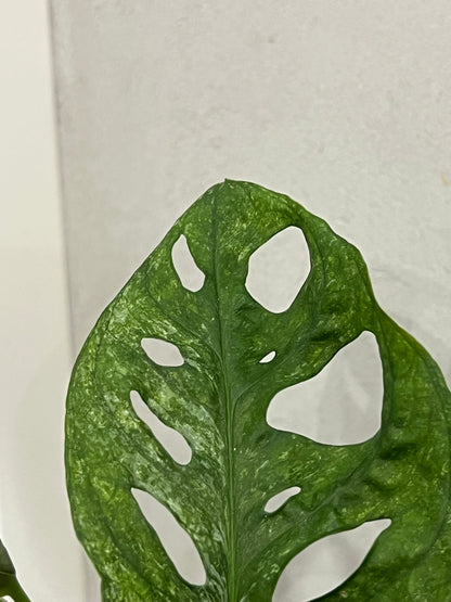 Monstera adansonii mint