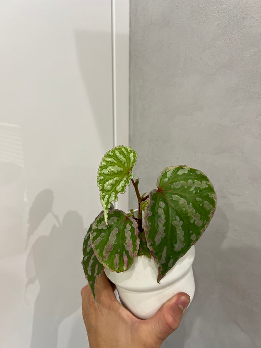 Begonia Temuyuk Silver