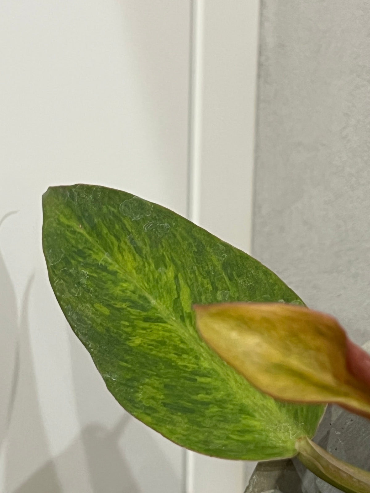 Philodendron orange marmalad