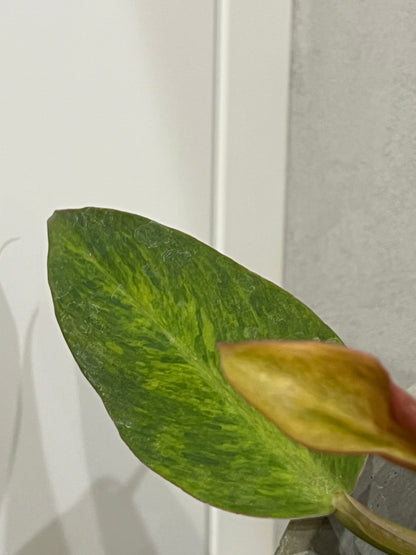 Philodendron orange marmalad