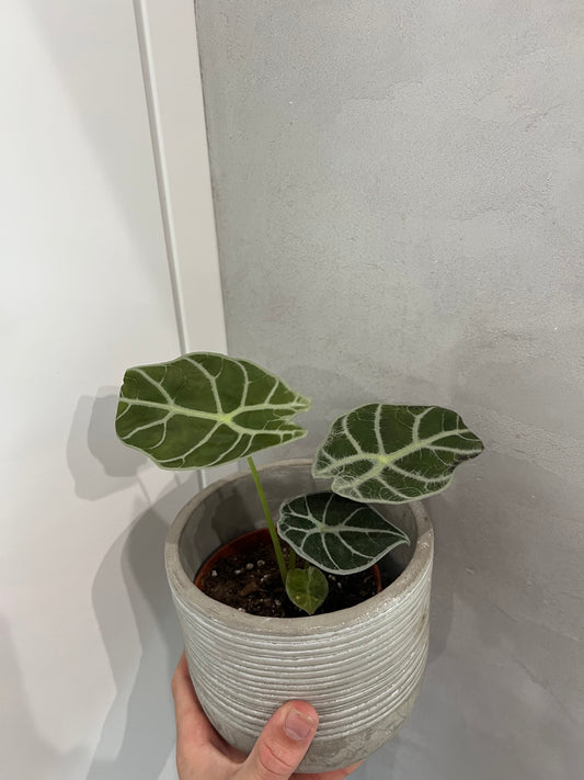 Alocasia watsoniana Lightning