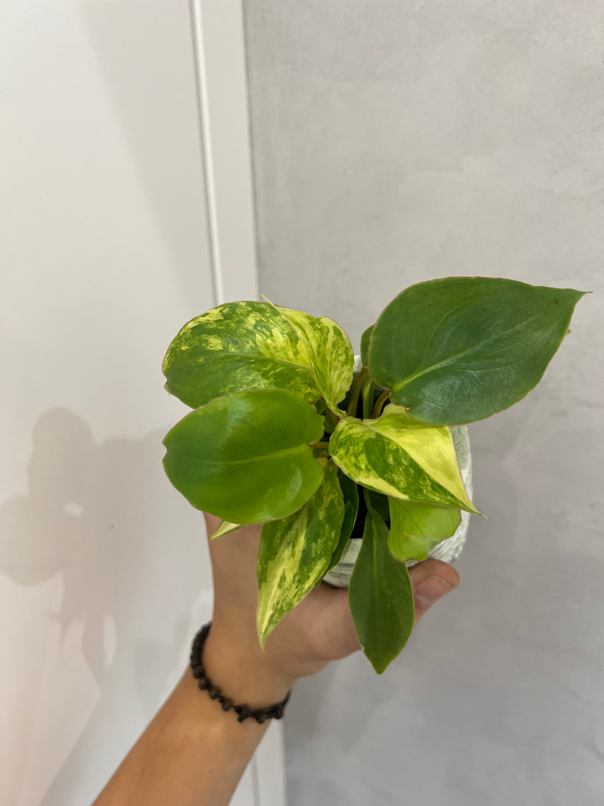 Philodendron burle marx variegated