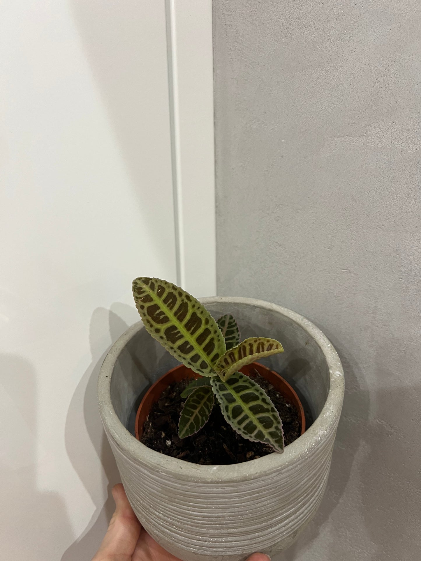 Labisia Gigantifolia