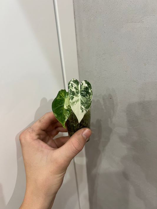 Alocasia frydek variegated