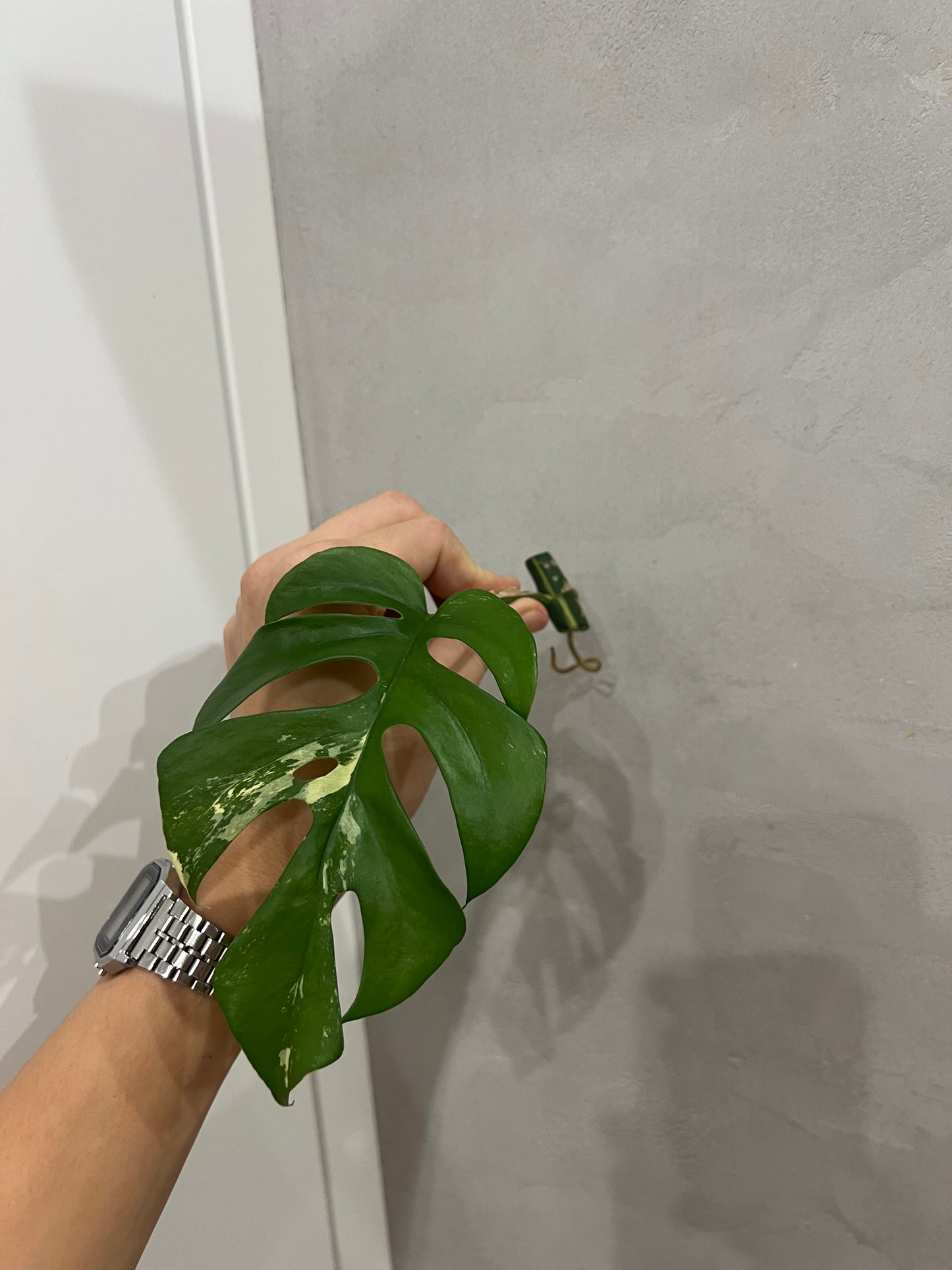 Rhaphidophora Tetrasperma variegated