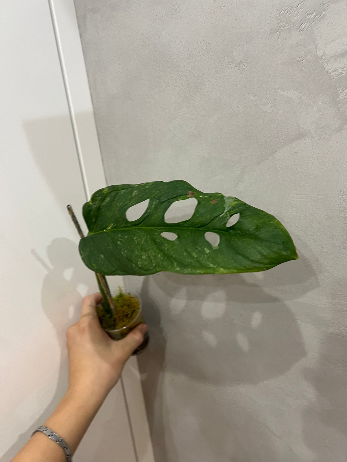 Monstera Obliqua Mayuna variegated