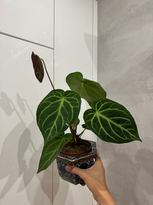 Anthurium??