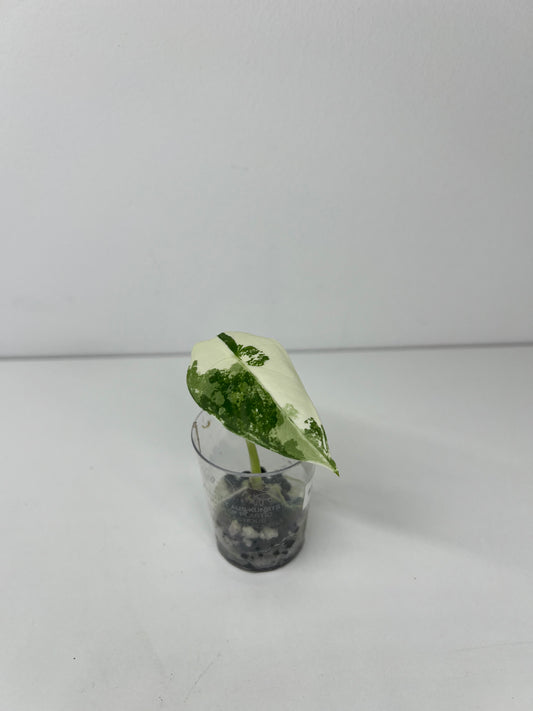 Alocasia frydek variegated