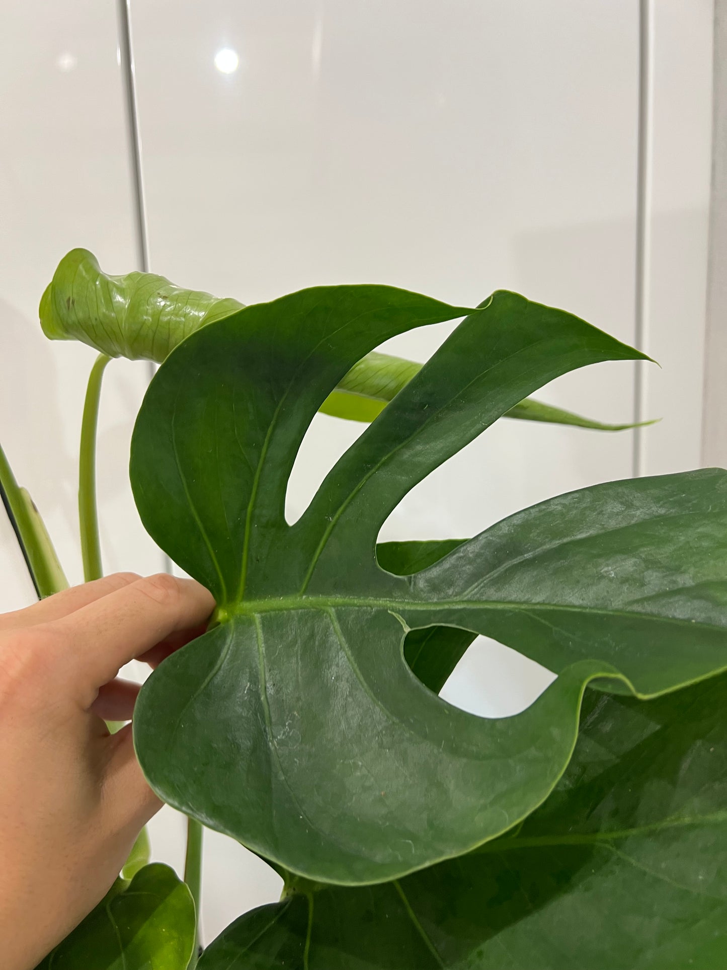 monstera sierrana