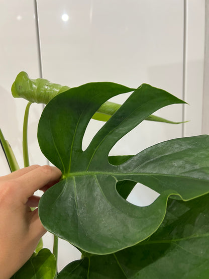 monstera sierrana