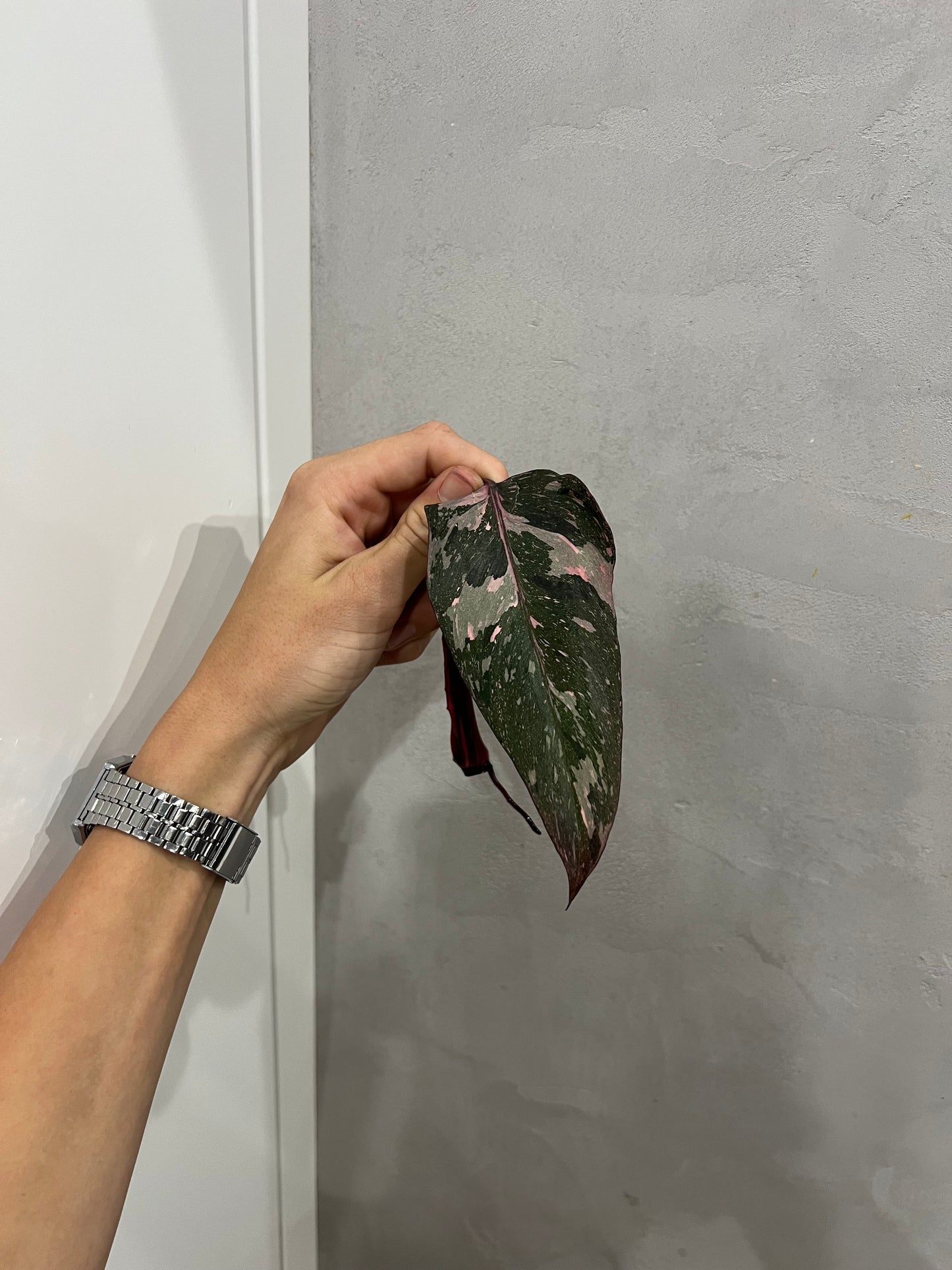 Philodendron pink princes