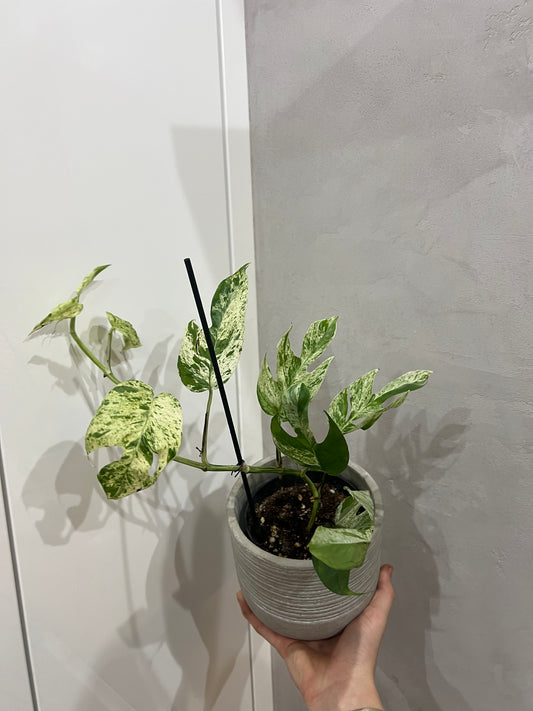 Epipremnum pinnatum marble variegated