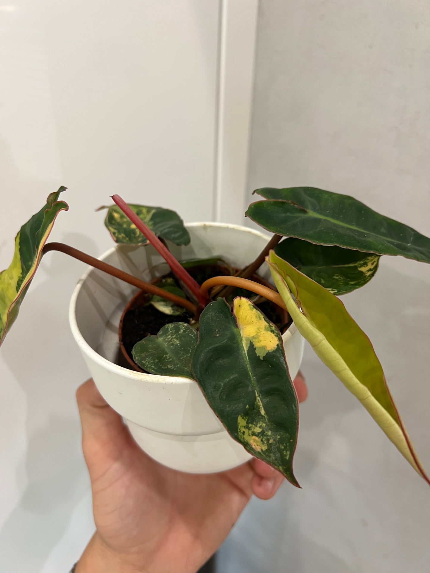 philodendron billietiae variegata