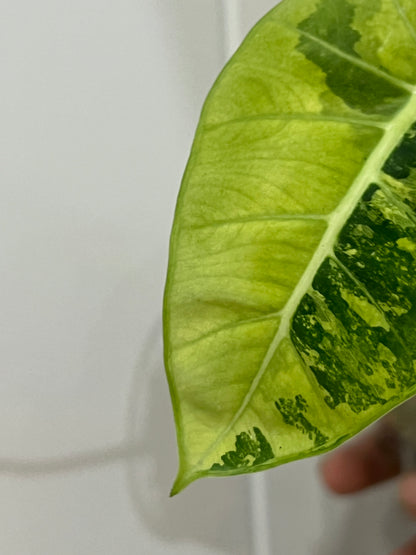 Alocasia frydek variegated