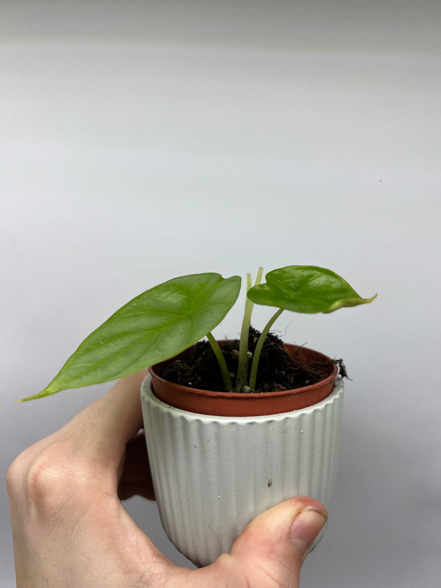 Alocasia drogon scale gold