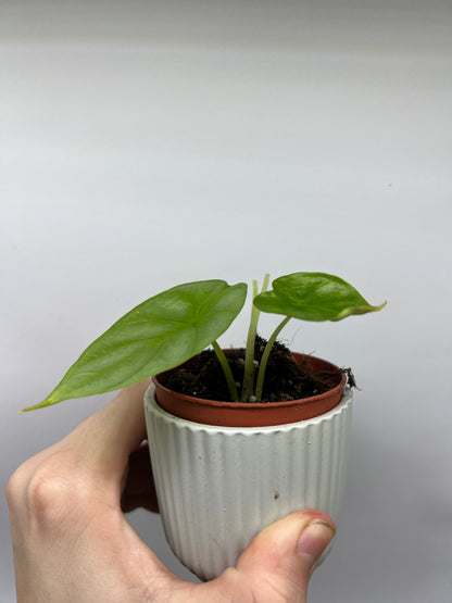 Alocasia drogon scale gold