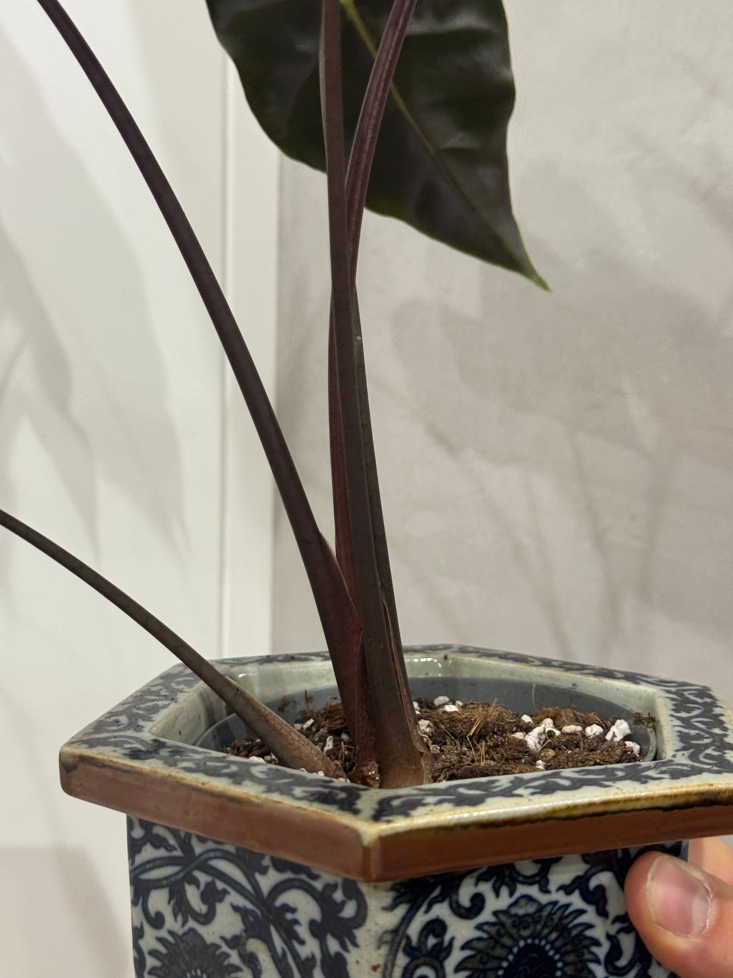 Alocasia purple vien