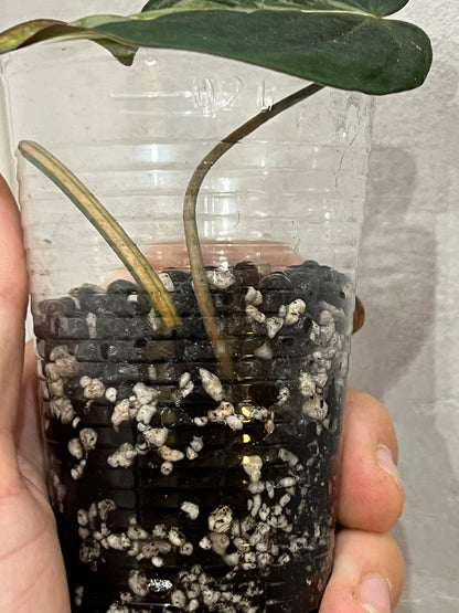 Philodendron micans variegated