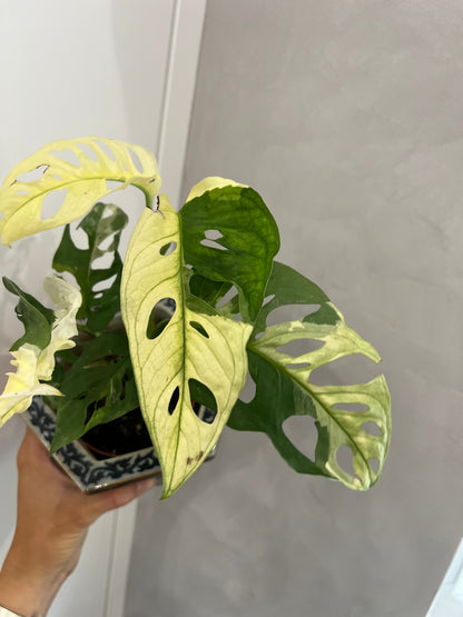 Monstera adansonii albo