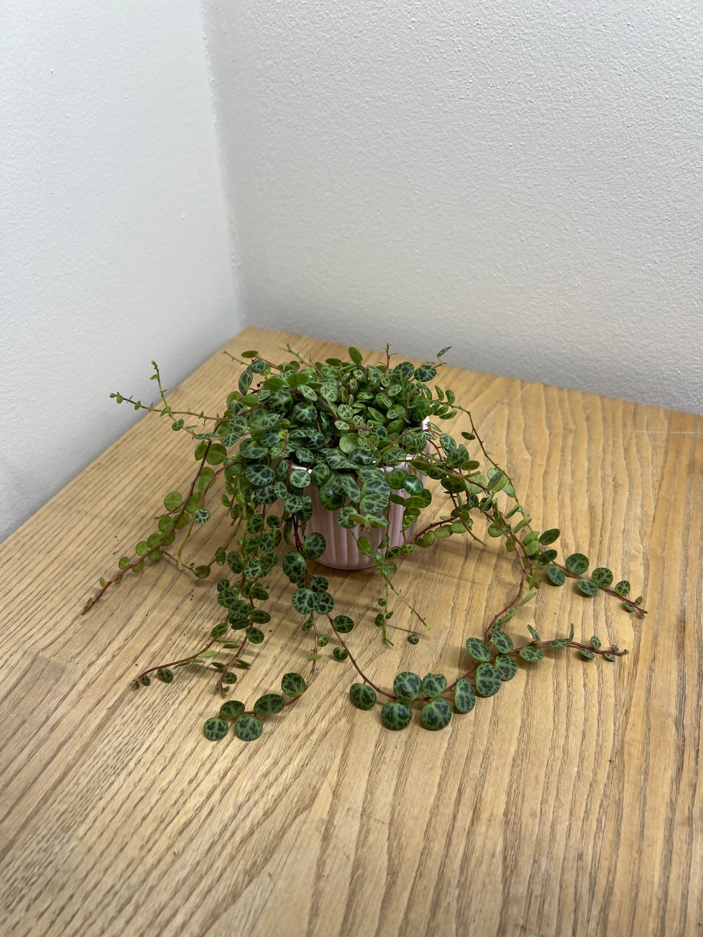 Peperomia prostrata