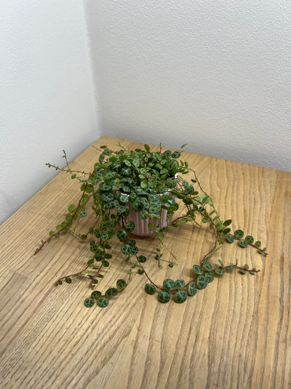 Peperomia prostrata