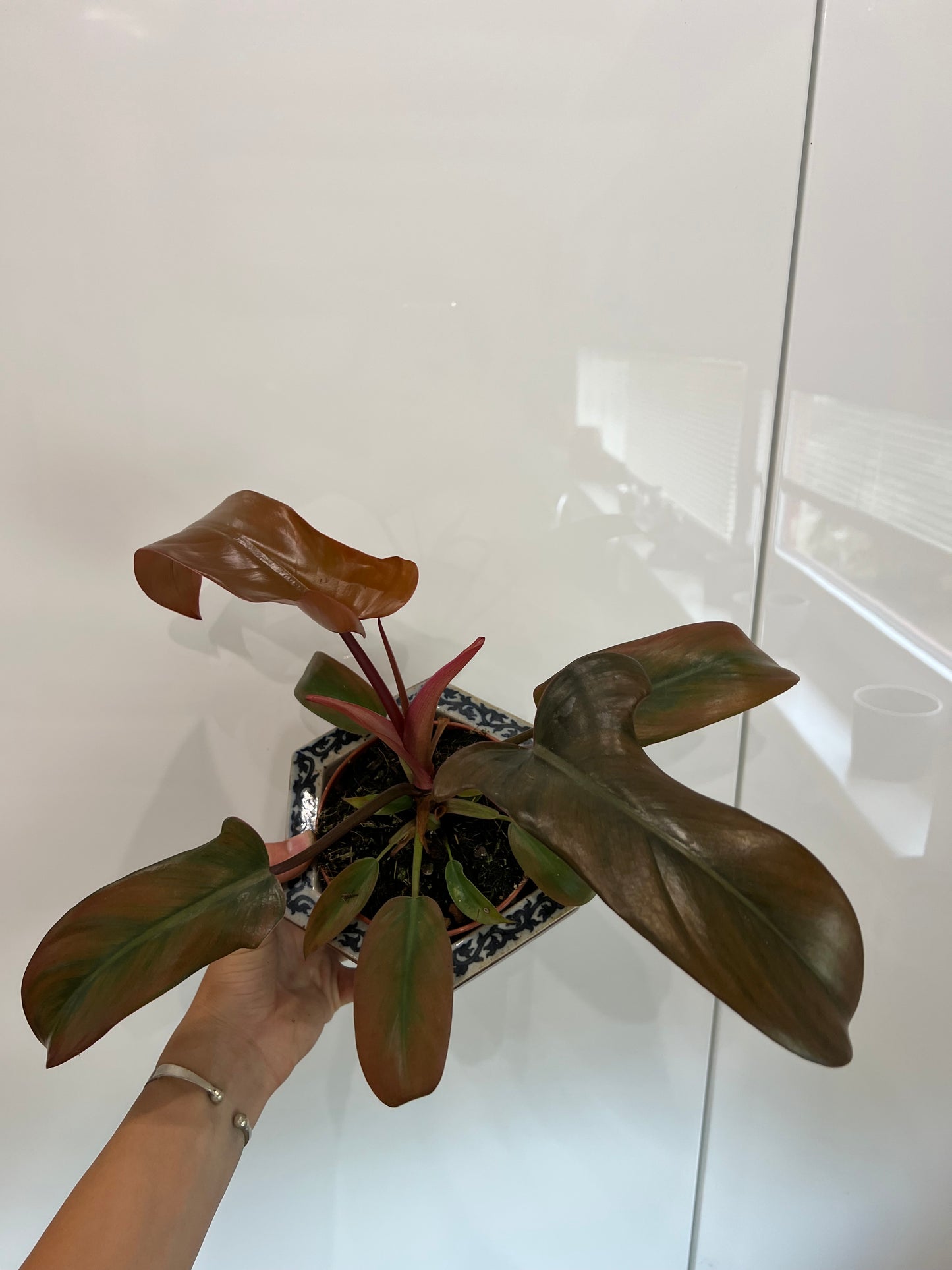 Philodendron Florida bronz