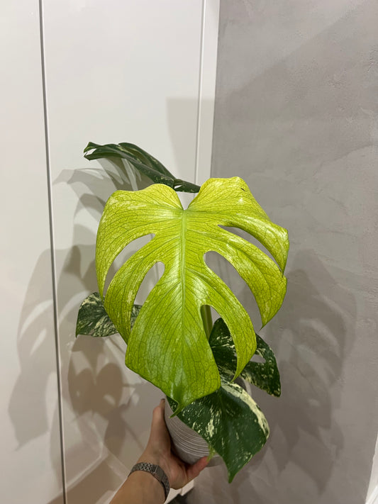 Monstera del mint