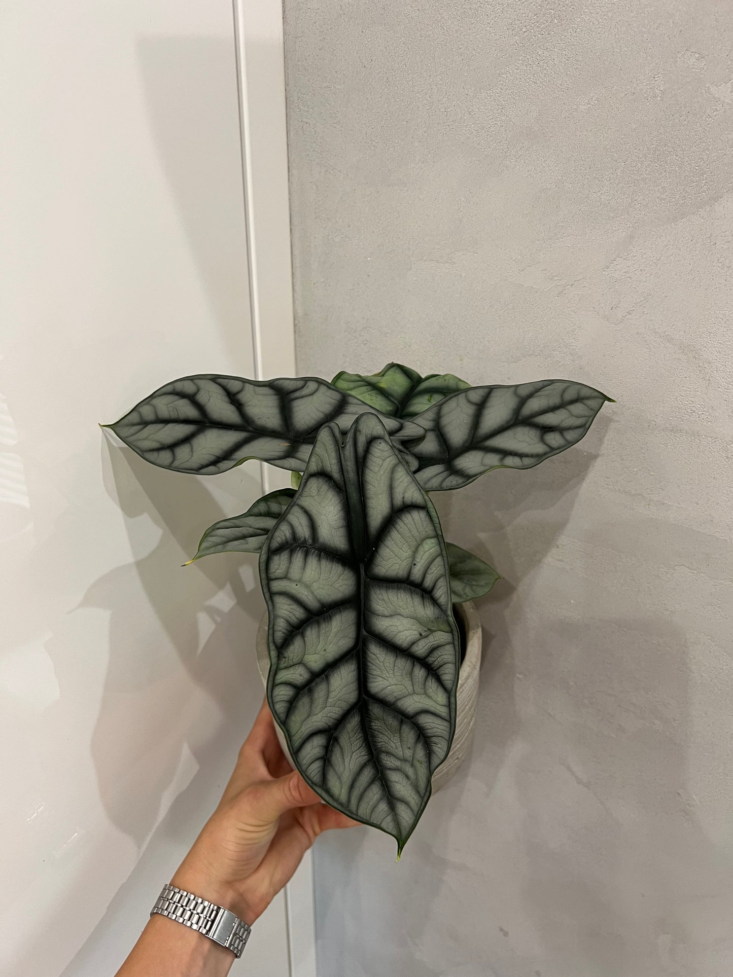 Alocasia silver dragon