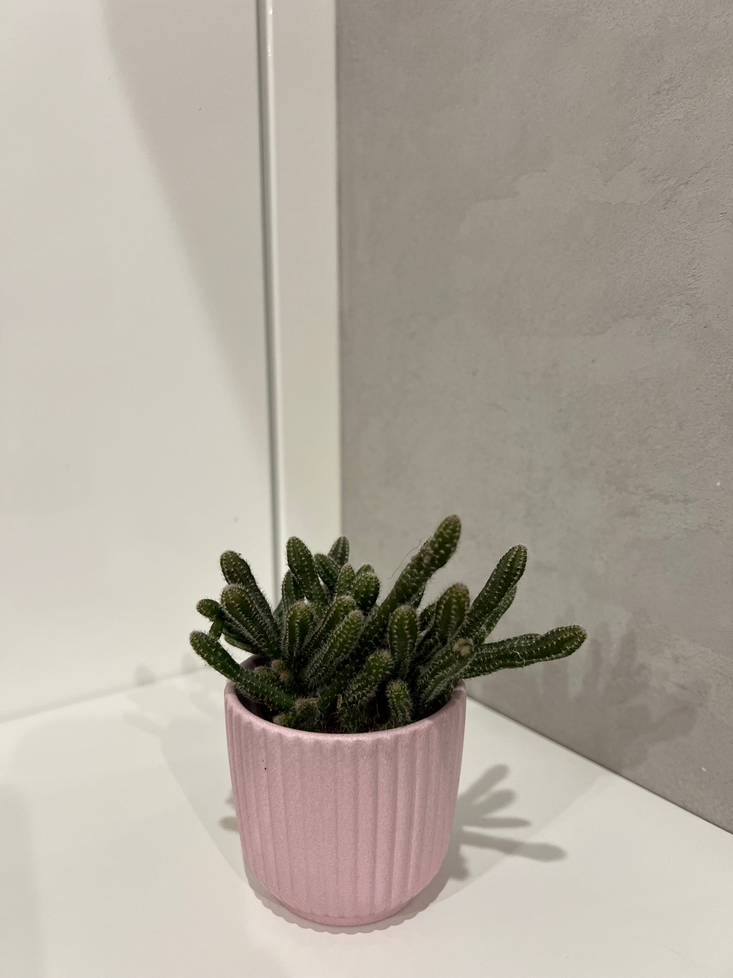 Rhipsalis baccifera horrida