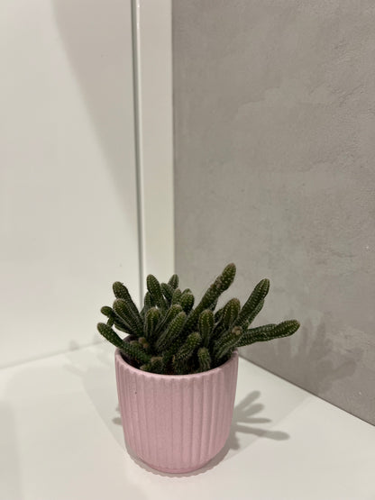 Rhipsalis baccifera horrida