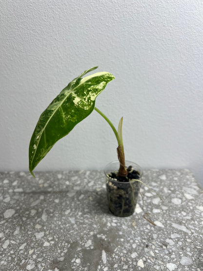 Alocasia frydek var