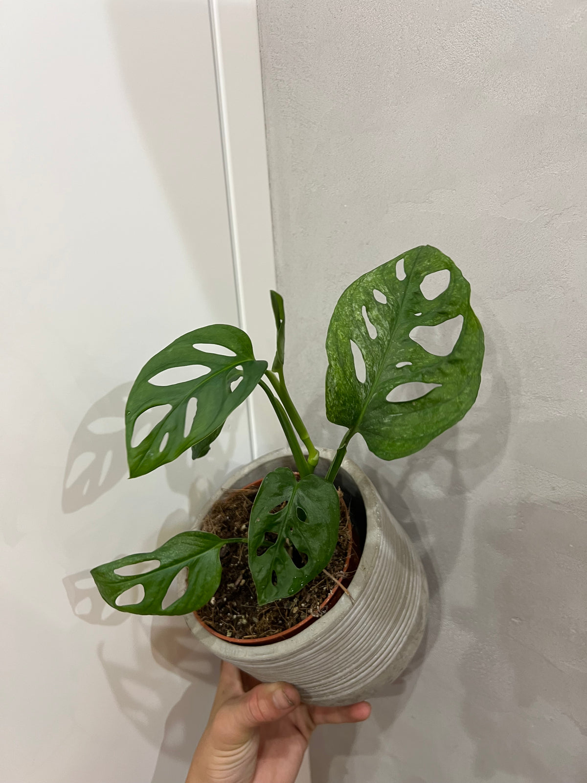 Monstera adansonii mint