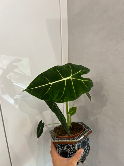 Alocasia frydrk