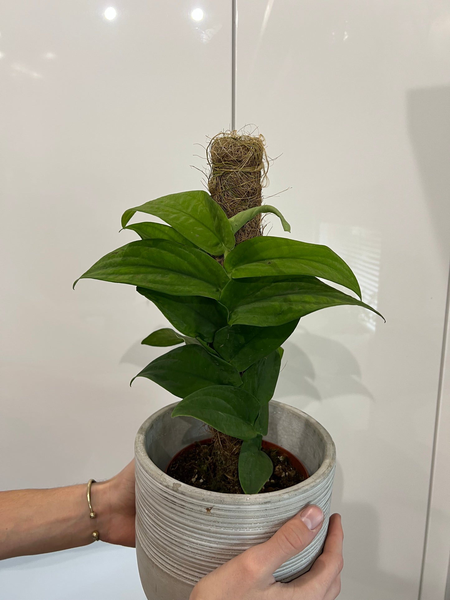 Rhaphidophora korthalsii
