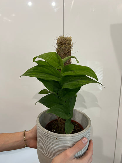Rhaphidophora korthalsii