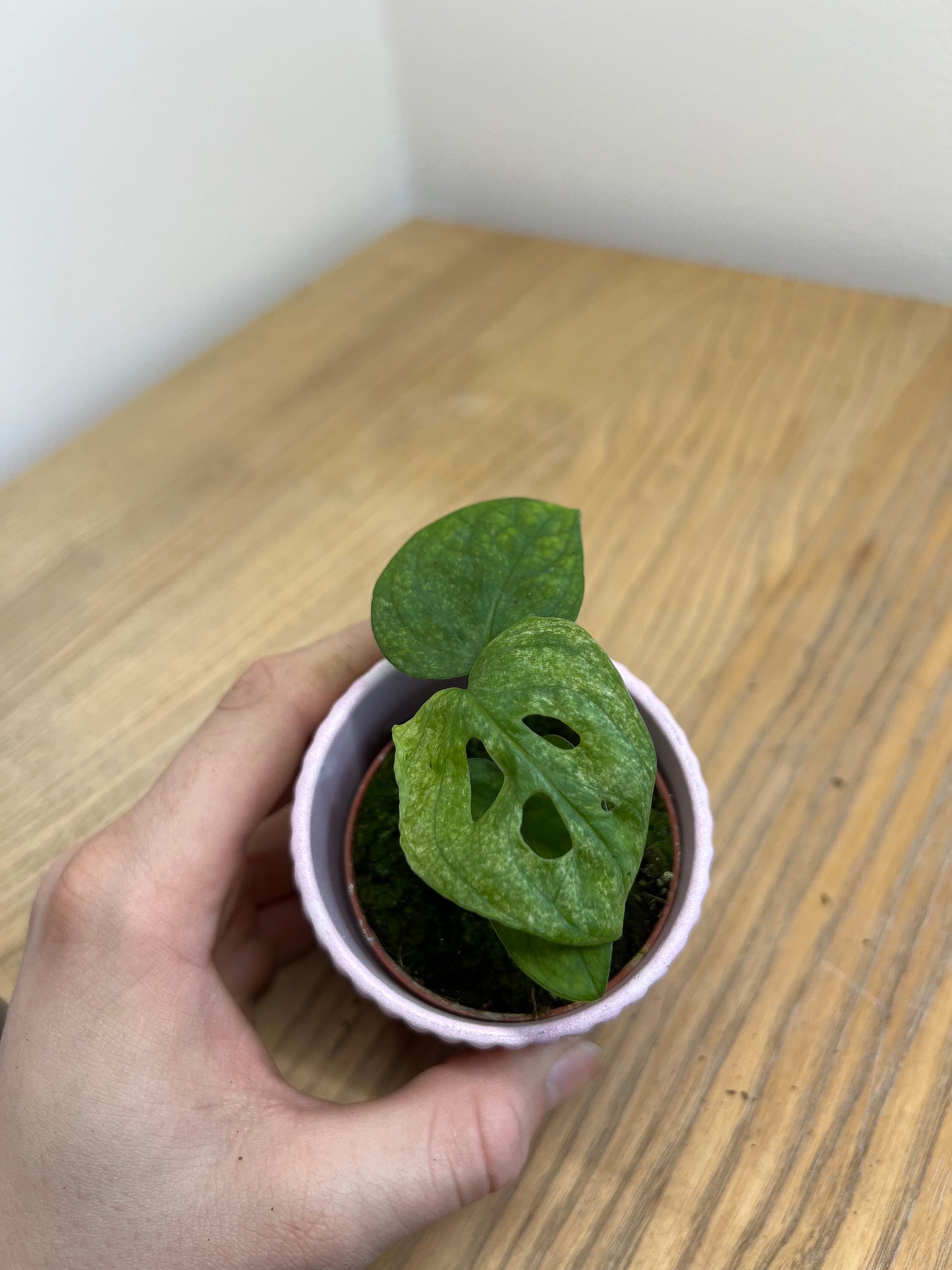 Monstera adansonii mint