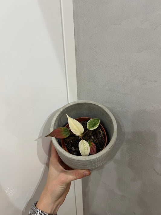 Philodendron micans marble