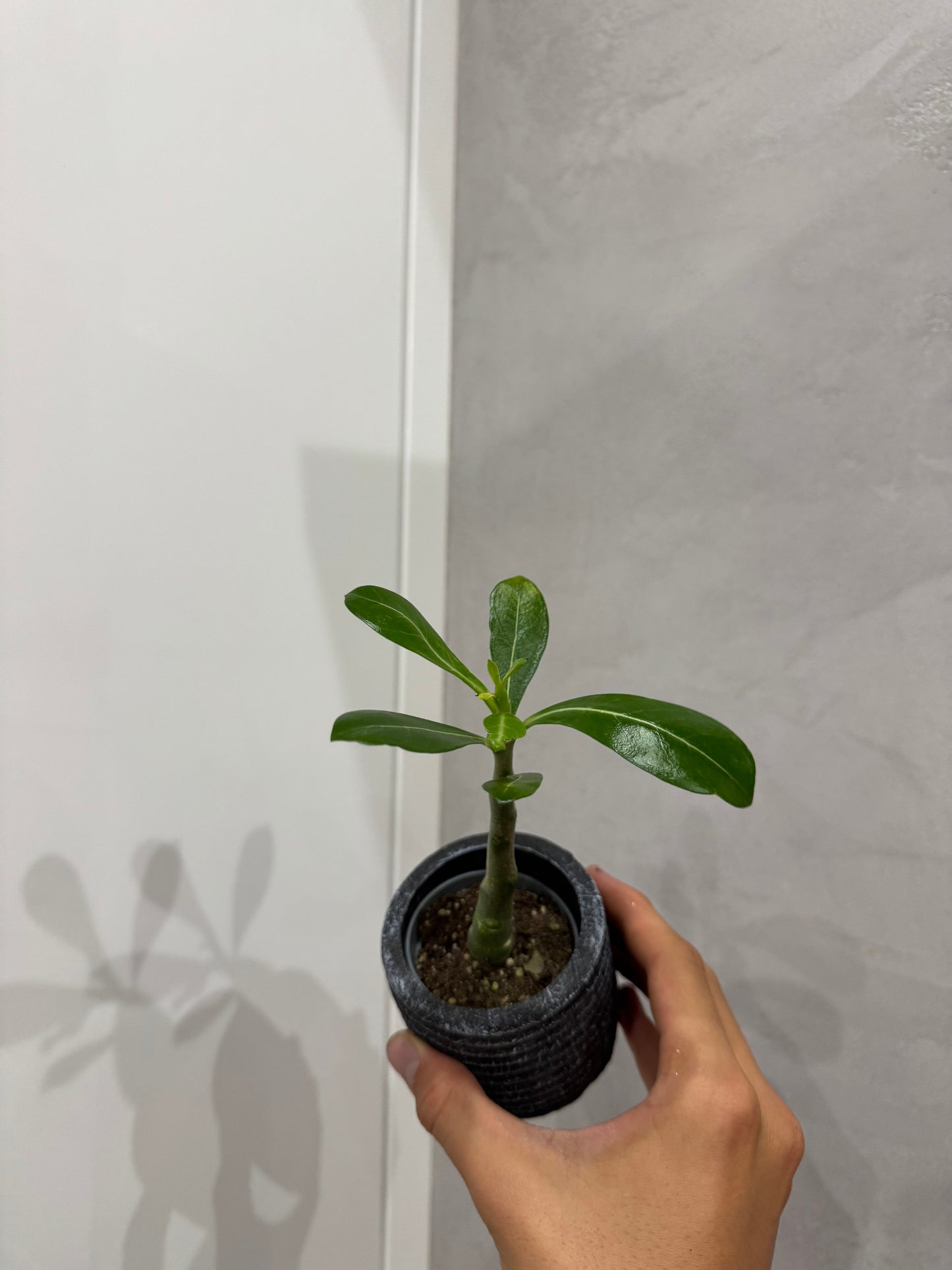 Adenium obesum