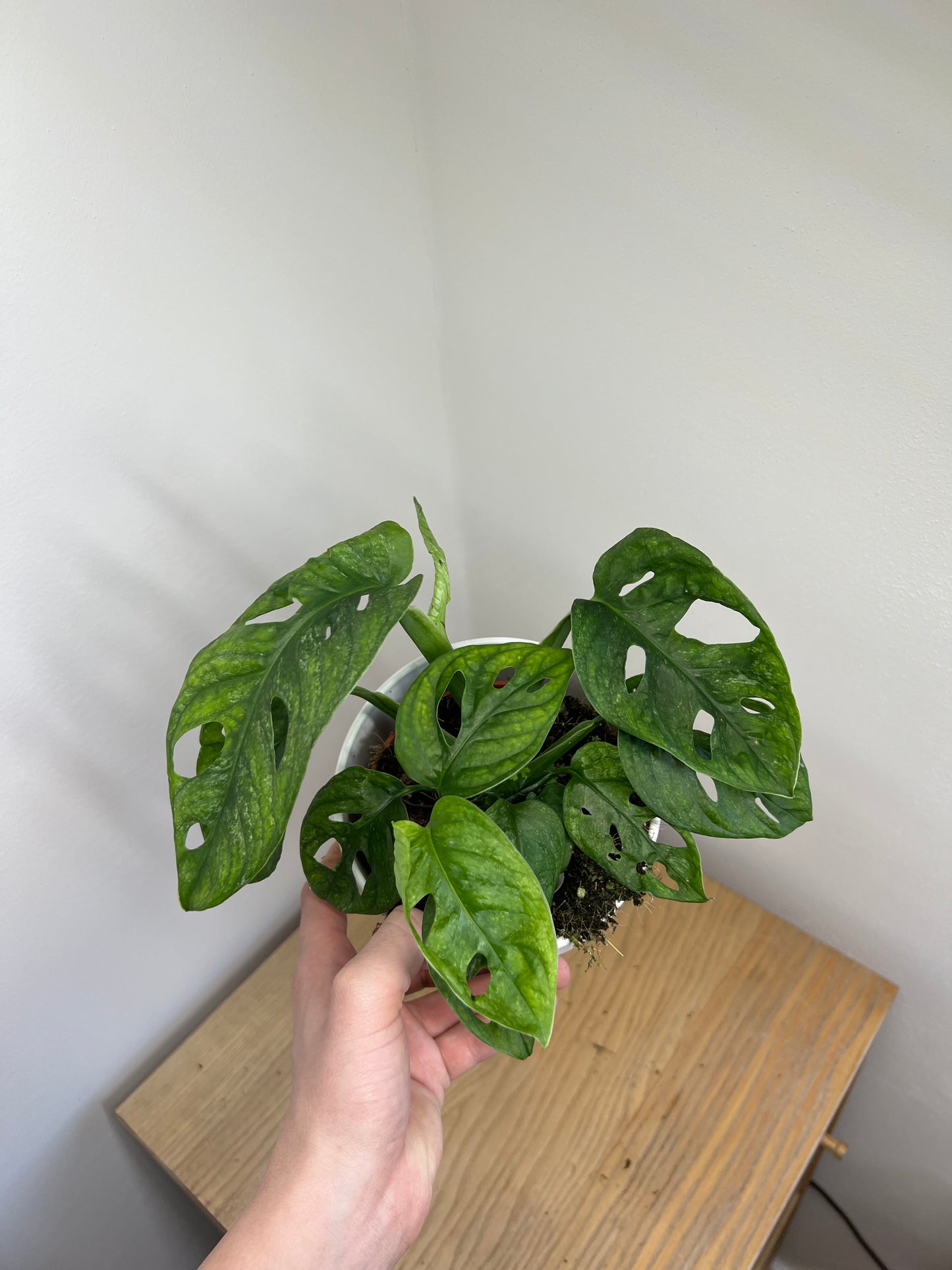 Monstera adansonii mint