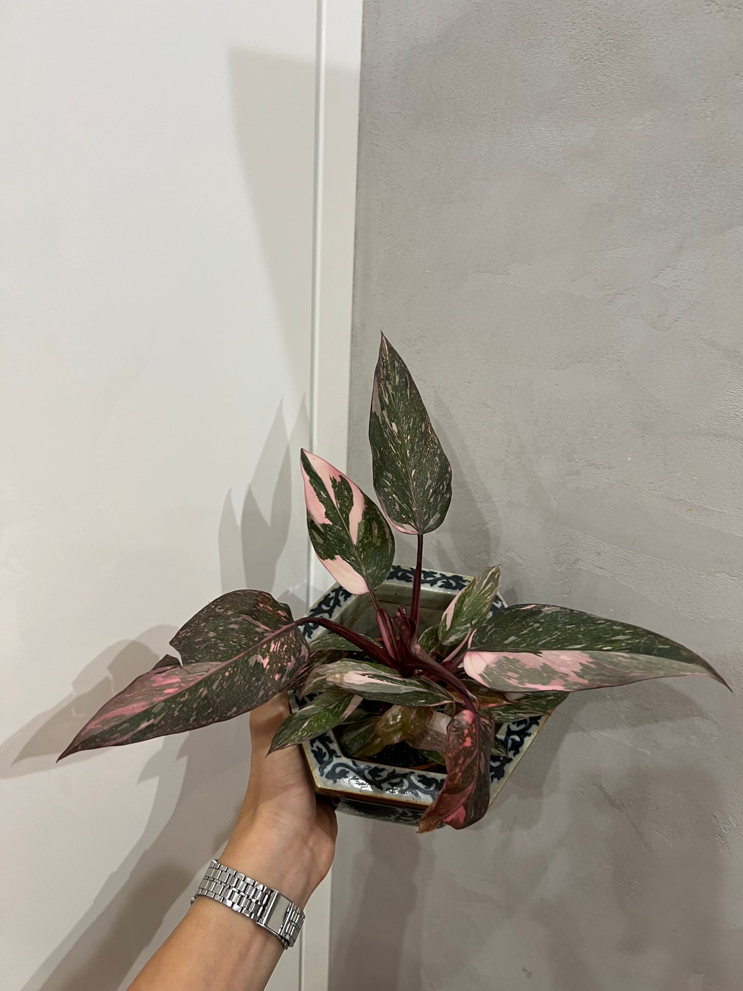 Philodendron pink princes