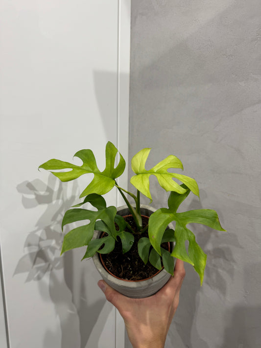 Rhaphidophora tetrasperma goldrush