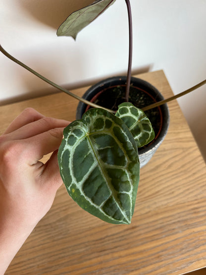 Anthurium michelle